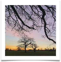 Bare Branches - Chris Berg